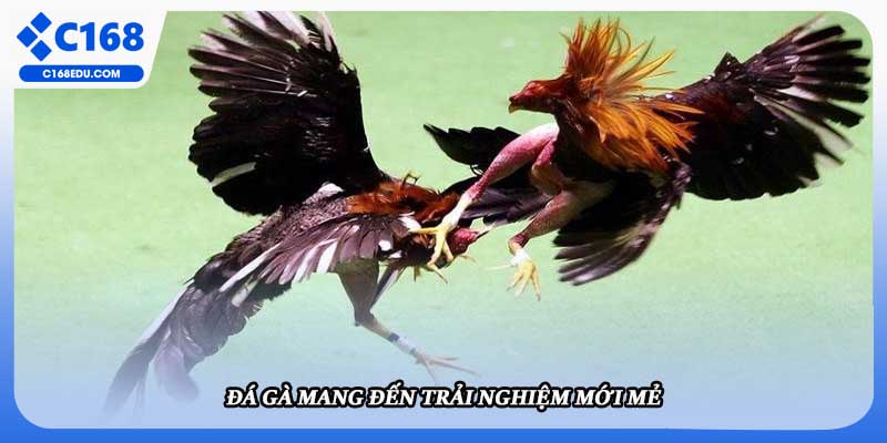 Đá gà mang đến trải nghiệm mới mẻ