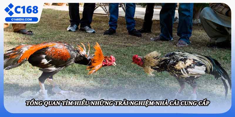 Tổng quan tìm hiểu những trải nghiệm nhà cái cung cấp